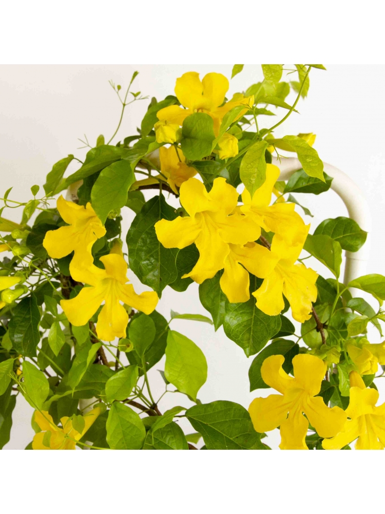 Cat's Claw (Uncaria Tomentosa)